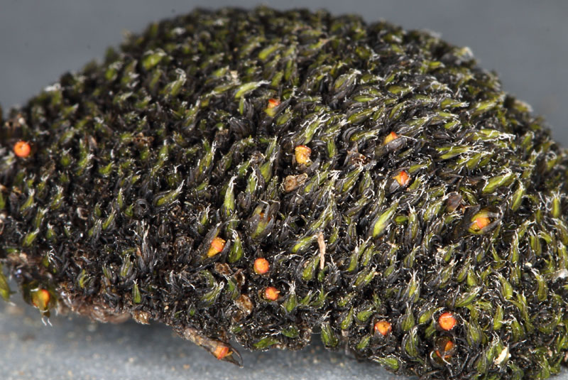 Schistidium liliputanum
